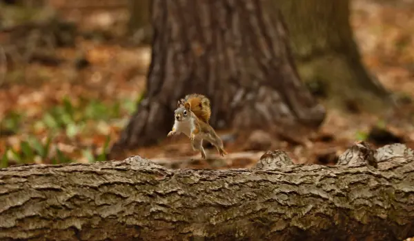 An American red squirrel jumping off a log
