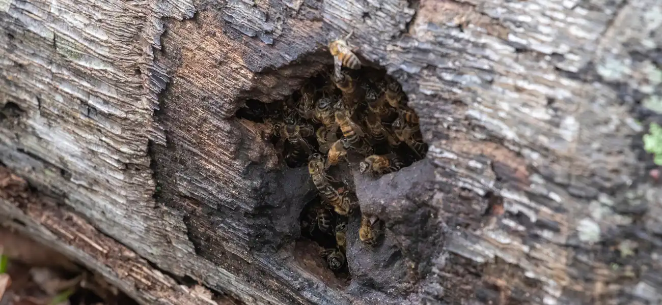 An Africanized Bee colony in a log of an Athens, GA property. Contact American Pest Control, Inc. if you discover bees on your property.