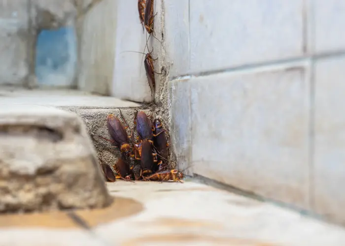 Cockroaches swarming a shower area in an Athens, GA home
