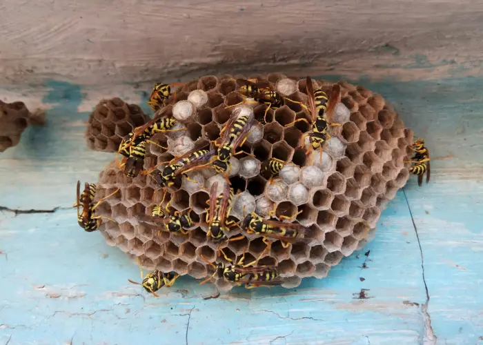 European paper wasps on a shed in Athens, GA. American Pest Control, Inc. offers bee control services for all types of infestations.