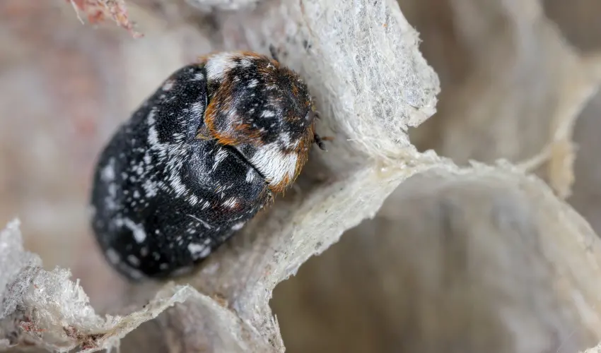 Closeup of a carpet beetle. Contact American Pest Control, Inc. for beetle control in Lawrenceville, GA.