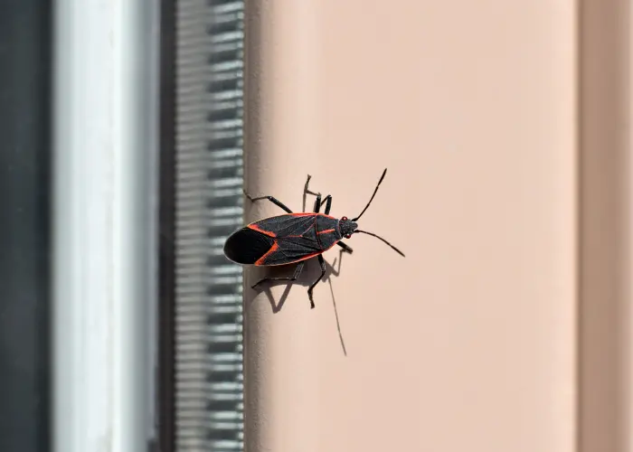 A boxelder bug resting near an exterior window of an Athens, GA home.
