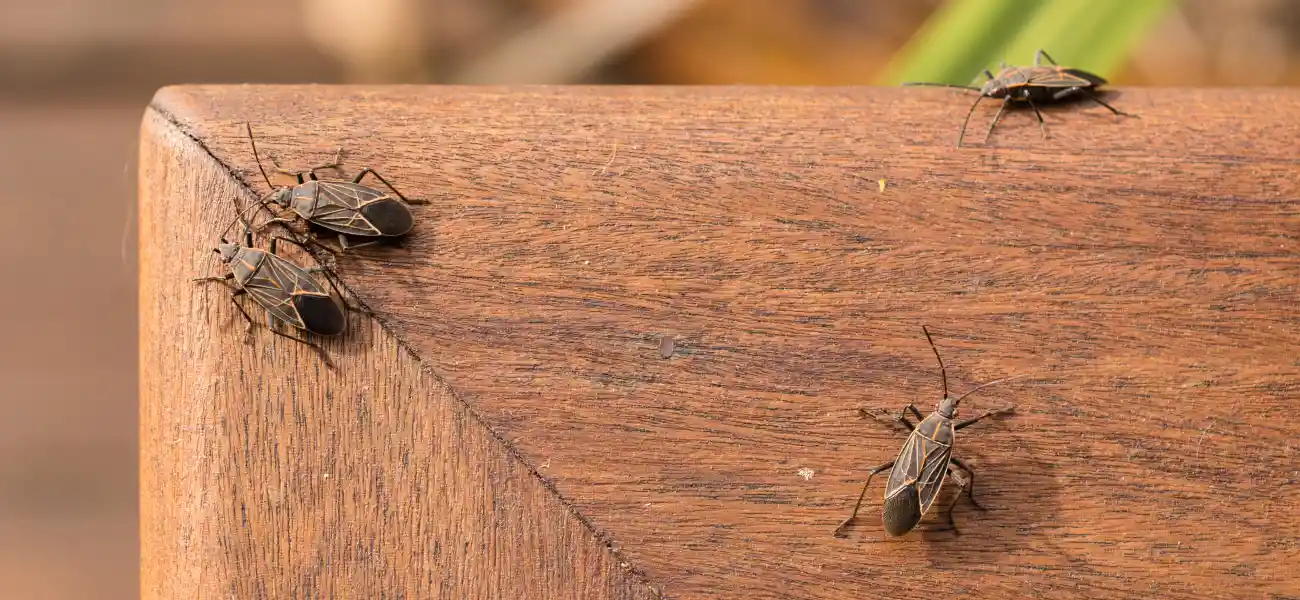Boxelder bugs on a wooden table. Mass gatherings of boxelder bugs is a common sign of an infestation.