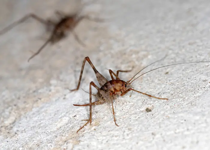Closeup of a camel cricket on the patio of an Athens, GA home. Contact American Pest Control, Inc. to get rid of crickets today.