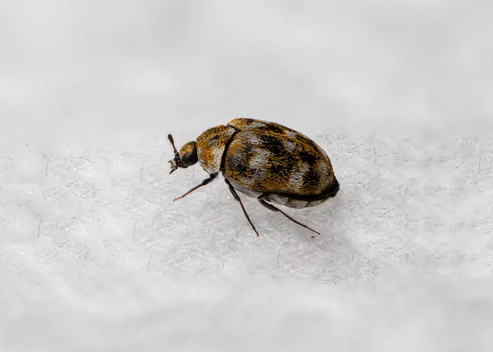 A carpet beetle, a common indoor nuisance in Athens, GA, on a piece of fabric