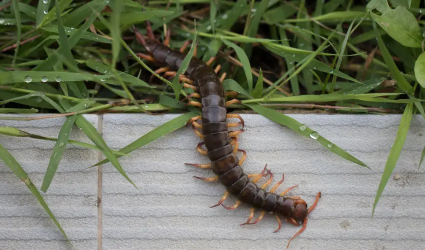A centipede crawling along a wall in a backyard. Contact American Pest Control, Inc. for centipede and millipede control in Winder, GA.