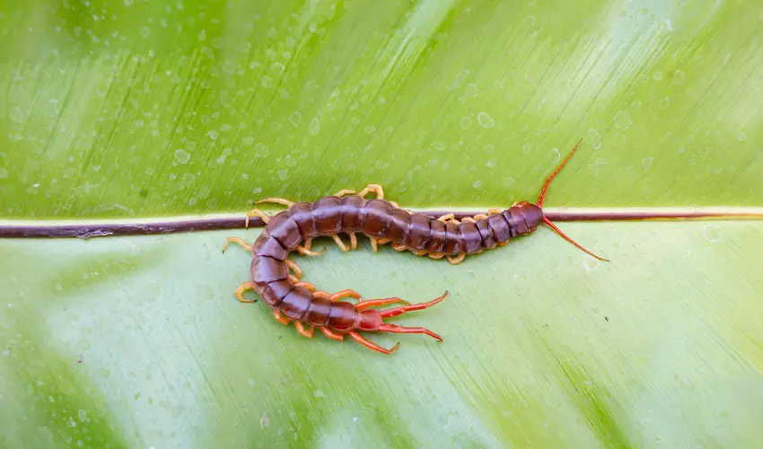 Centipede crawling on a leaf. Contact American Pest Control, Inc. to protect against centipedes and millipedes today.