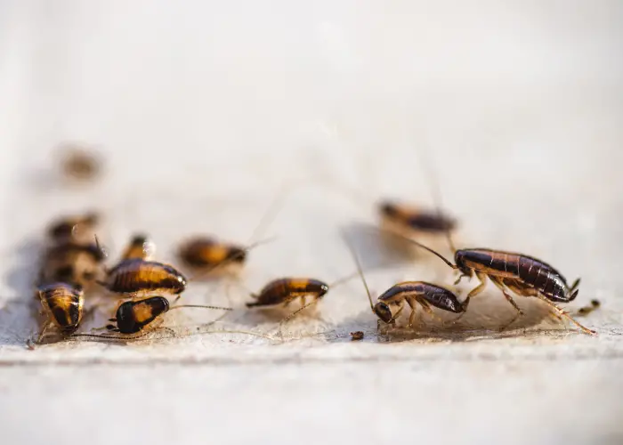 Cockroaches bunched together in kitchen