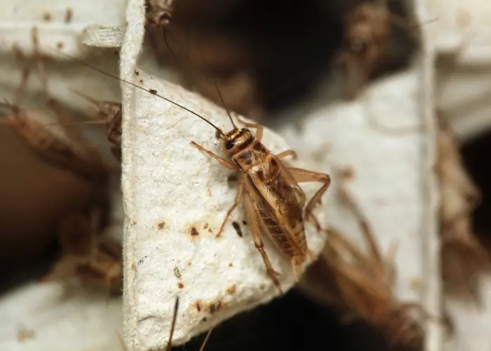 Crickets infestation in Athens, GA home