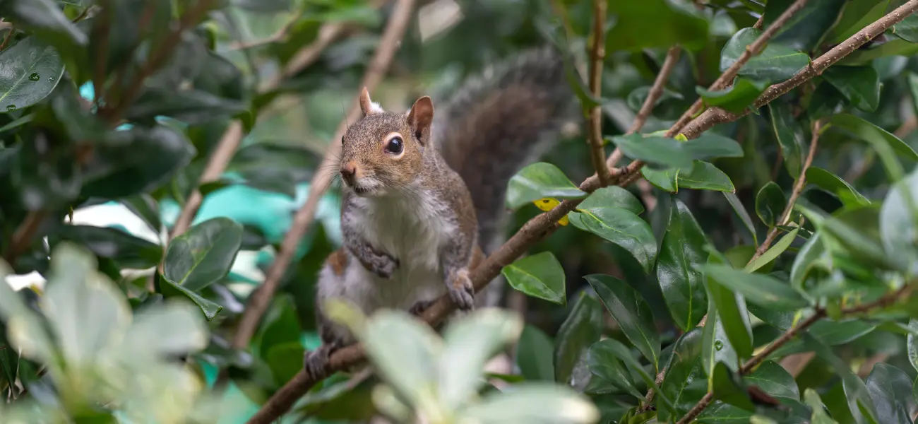 An Eastern Grey Squirrel in a tree. Contact American Pest Control, Inc. to remove squirrels and any other wildlife from your Athens property.