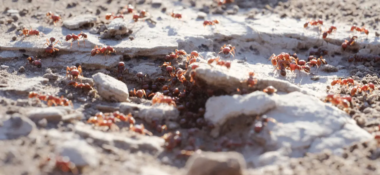 A fire ant colony in the backyard of an Athens, GA home. Call American Pest Control, Inc. if you find a fire ant colony in your yard.
