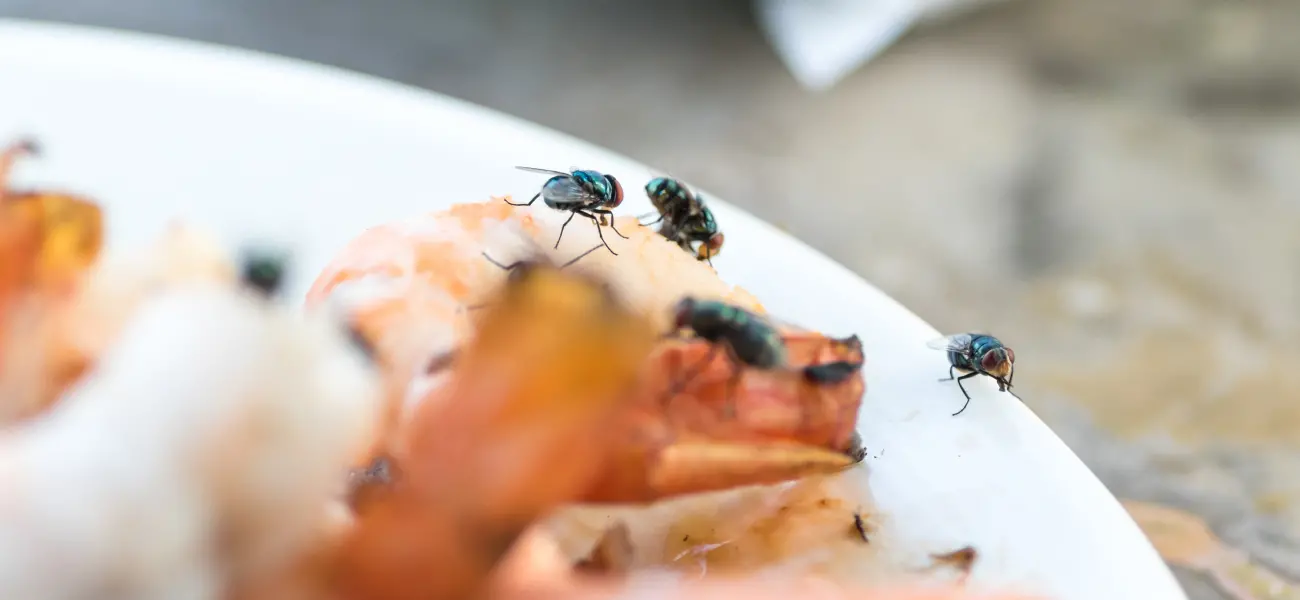 Flies swarming a plate of shrimp. Pest flies are attracted to open food sources.