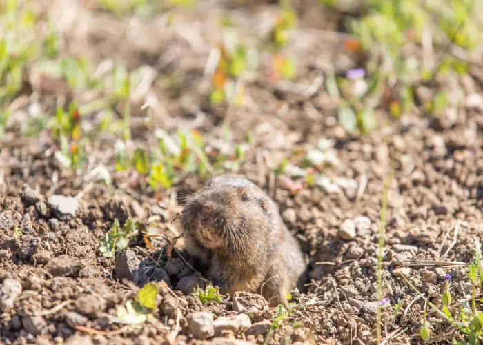 A gopher emerging from a hole in the ground. Gopher control requires a pest professional, such as American Pest Control, Inc.