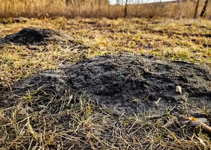 A lawn damaged by a gopher in Athens, GA