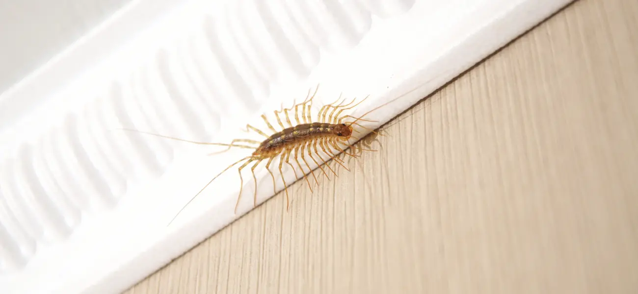 A house centipede crawling on the wall of an Athens, GA home. Call American Pest Control, Inc. if you have a centipede or millipede infestation.