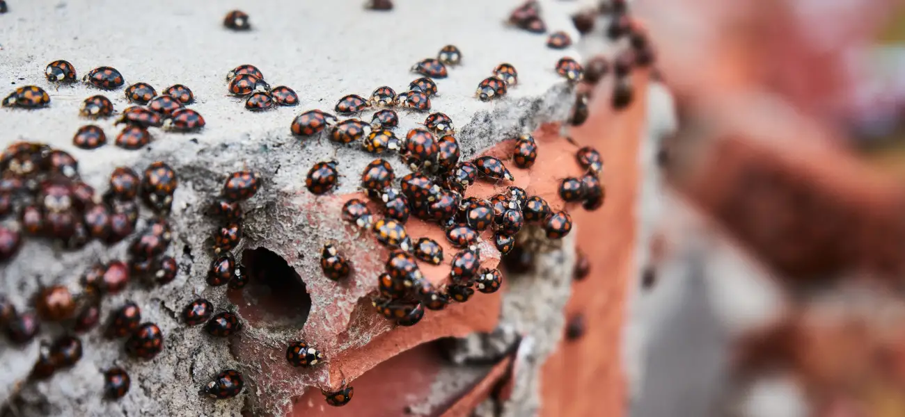 Lady beetle infestation in concrete foundation. Contact American Pest Control, Inc. to get rid of beetles from your Athens, GA property.
