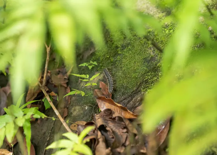 A millipede crawls along a mossy rock. Getting rid of millipedes and centipedes requires a professional like American Pest Control, Inc.