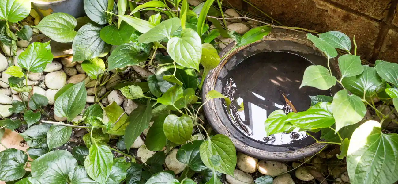 Mosquito breeding in a water-filled planter. Eliminating standing water from your yard is one way to help keep mosquitoes away.
