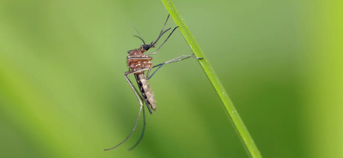 Closeup of a mosquito on a blade of grass in an Athens, GA yard
