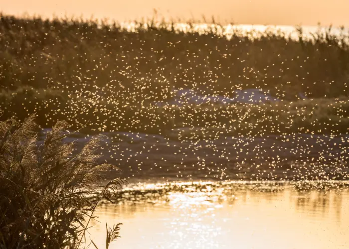 A swarm of mosquitoes in the summer