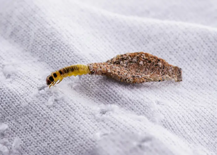 Moth larvae on a damaged piece of clothing. The presence of larvae is a common sign of a moth infestation.