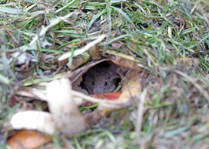 A brown rat hiding in a hole in an Athens, GA yard. A rodent sighting could be an indication of a larger infestation.