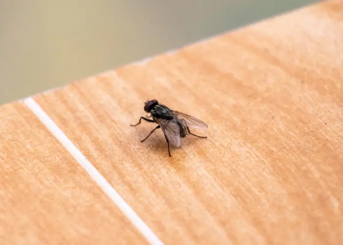 A fly on a wooden desk. Contact the fly control experts at American Pest Control, Inc. to get rid of pest flies today.