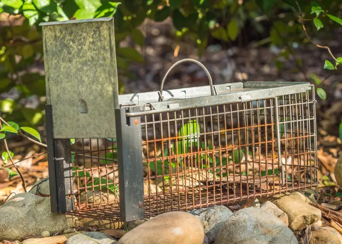 Raccoon trap in an Athens, GA yard. Never attempt to trap a raccoon on your property, as they can become aggressive when threatened.