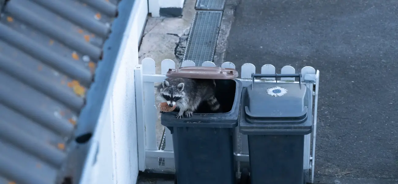 A raccoon crawling out of a trash bin. Raccoons are known for being quite a nuisance, but thankfully American Pest Control, Inc. can help you get rid of them.