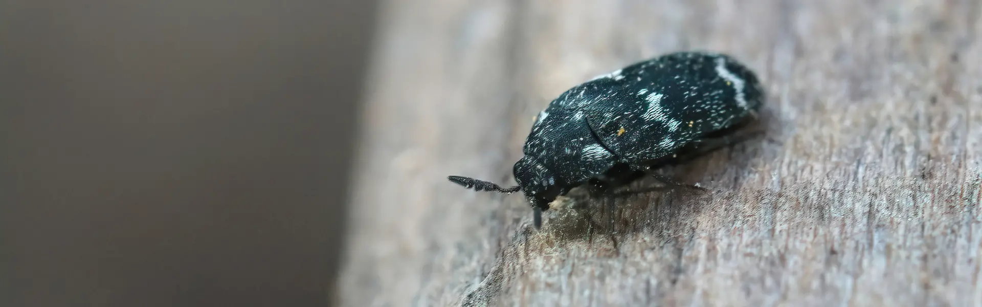 Carpet beetle in search of food. Contact American Pest Control, Inc. to get rid of beetles from your home today.
