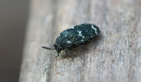 Carpet beetle in search of food