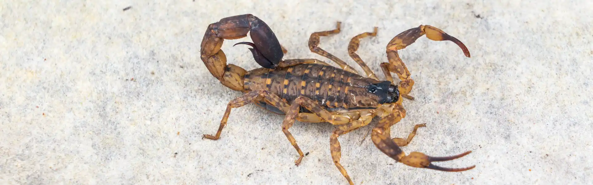A striped bark scorpion on the ground. Contact American Pest Control, Inc. to get rid of scorpions from your property today!