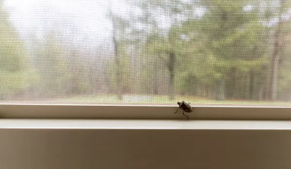 A stink bug crawls along a window sill in Athens, GA home