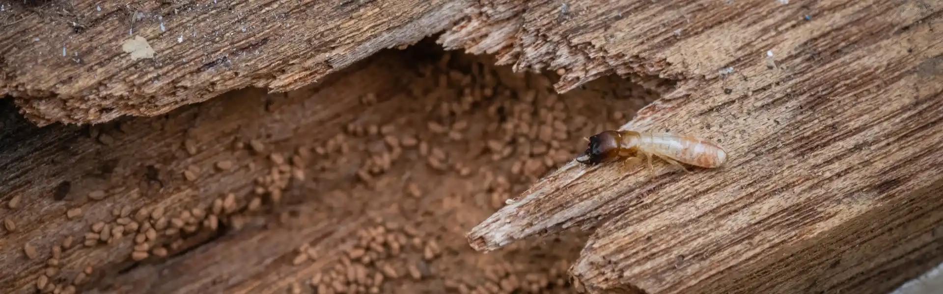 A drywood termite resting on damaged wood in Athens, GA. Contact American Pest Control, Inc. to get rid of termites from your property today!