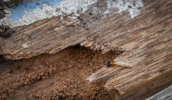 A drywood termite rests on a piece of badly damaged wood with frass in the background