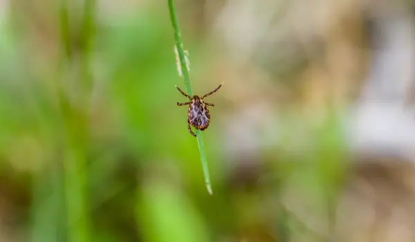 A closeup of a tick on a blade of grass in Athens, GA