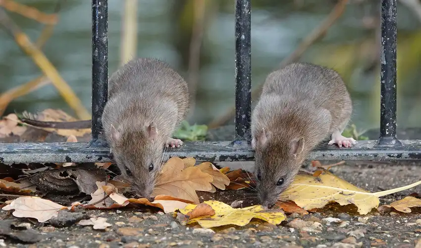 Two rats searching for food in a Winder business park. Contact American Pest Control, Inc. for rodent control in Winder, GA.