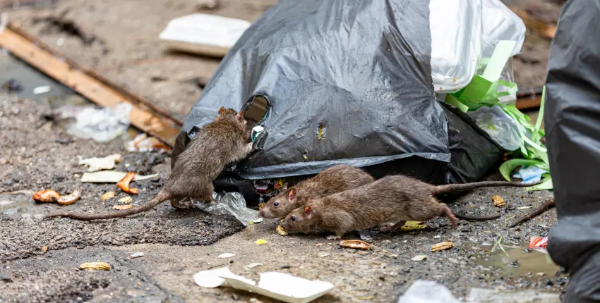 Rodents eating food scraps from a garbage bag. DIY rodent control methods may not be as effective, but thankfully you can call American Pest Control, Inc. to get rid of them for good.