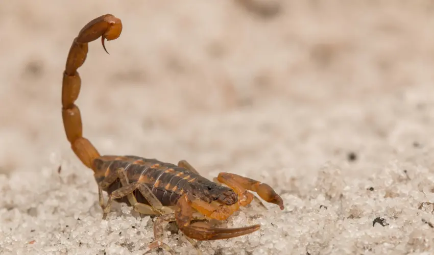Striped bark scorpion prowling on the ground of a yard in Winder. Contact American Pest Control, Inc. for scorpion control in Winder, GA.