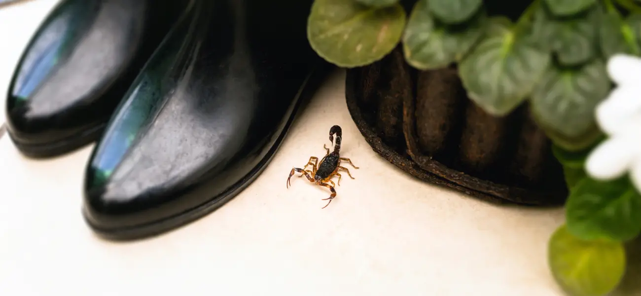 Striped Bark Scorpions are common indoor pests in Athens, GA. Call American Pest Control, Inc. if you find scorpions in your home.