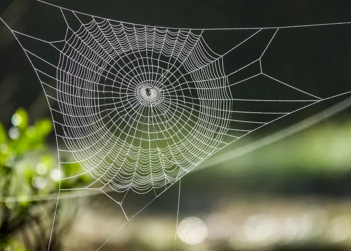 A spider web in an Athens, GA yard