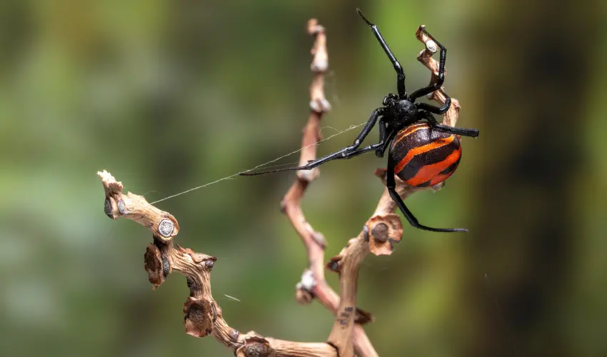 A black widow spider spins a web on a branch. Contact American Pest Control, Inc. to get rid of spiders today.