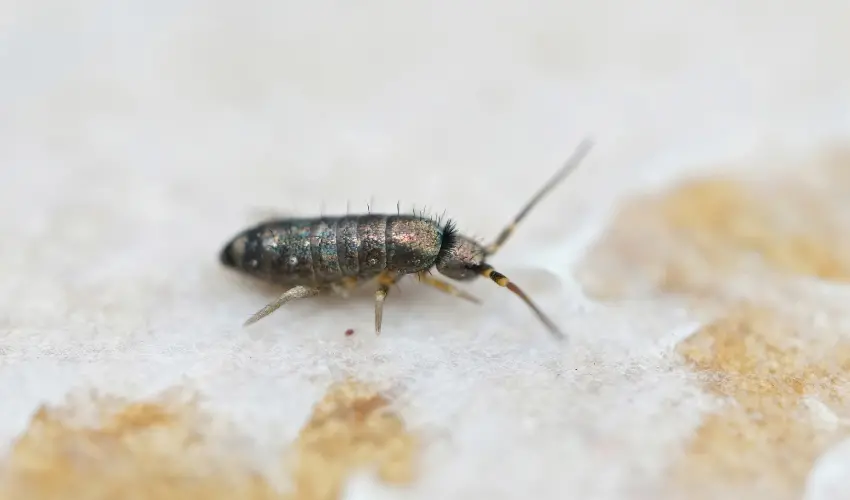 A closeup of a springtail on tile. Contact American Pest Control, Inc. to get rid of springtail today.