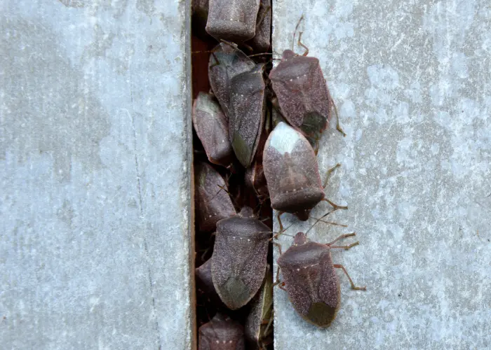 A stink bug infestation in a wall of an Athens, GA home. Stink bugs can be a nuisance, but thankfully American Pest Control, Inc. can help get rid of them.