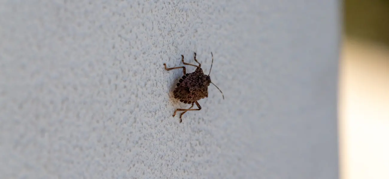Closeup of a brown marmorated stink bug walking along a wall. Call American Pest Control, Inc. if you find stink bugs in your Athens, GA home.