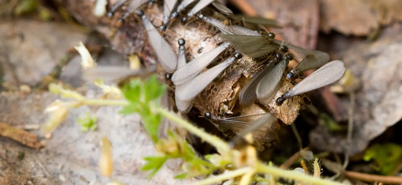 Subterranean termites infecting a piece of wood in an Athens, GA yard
