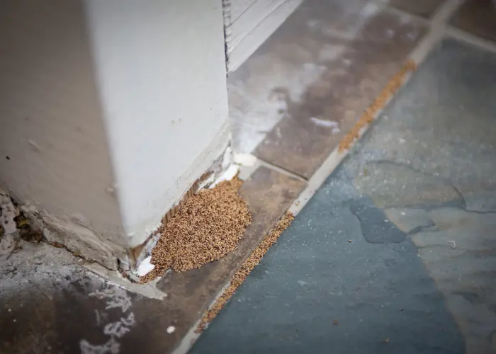 Frass in an Athens, GA home. Termite frass is an indication of termite activity. Call American Pest Control, Inc. right away if you find frass in your home.