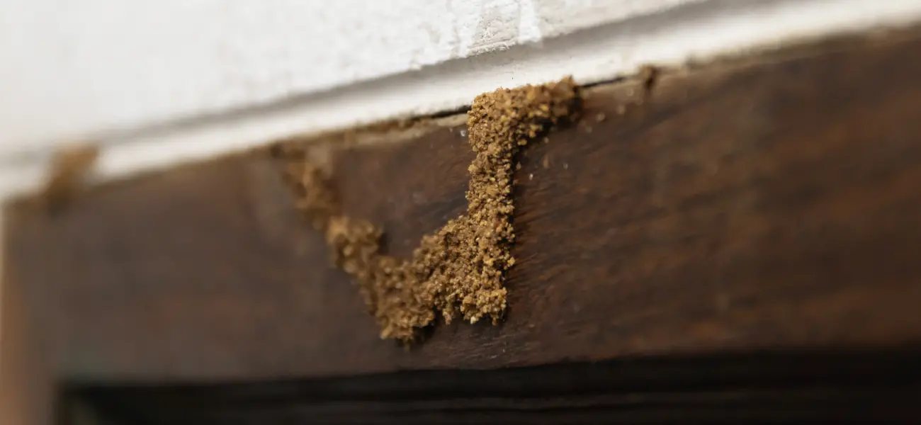 A termite tunnel in an Athens, GA home. A 5-Star Protection Plan from American Pest Control, Inc. protects your home against termites and other unwanted pests.