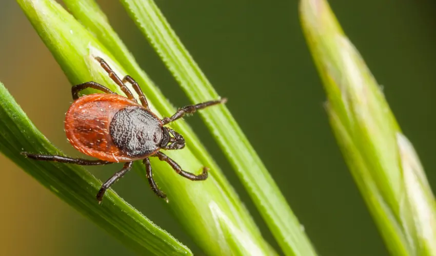 A tick on a plant straw. Contact American Pest Control, Inc. for tick control in Winder, GA.