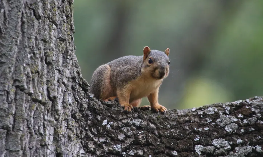Eastern Grey Squirrel perched in a tree of an Athens, GA yard